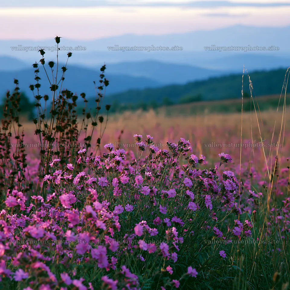 Slovak meadow across Carpathian valley at sunset – nature photography 7938x7938