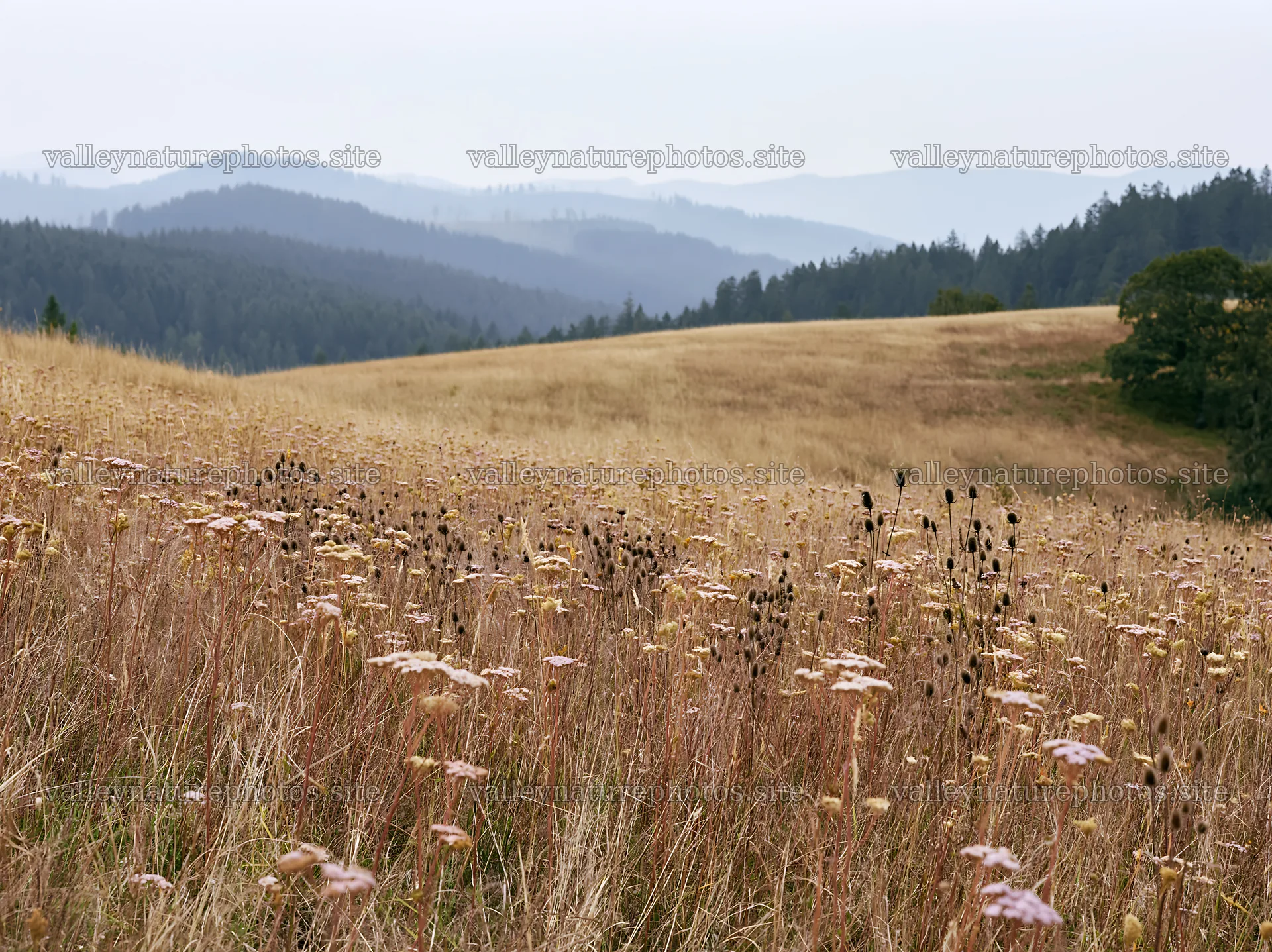 German foothill meadow with wildflowers and distant mountains – nature photography 9174x6866