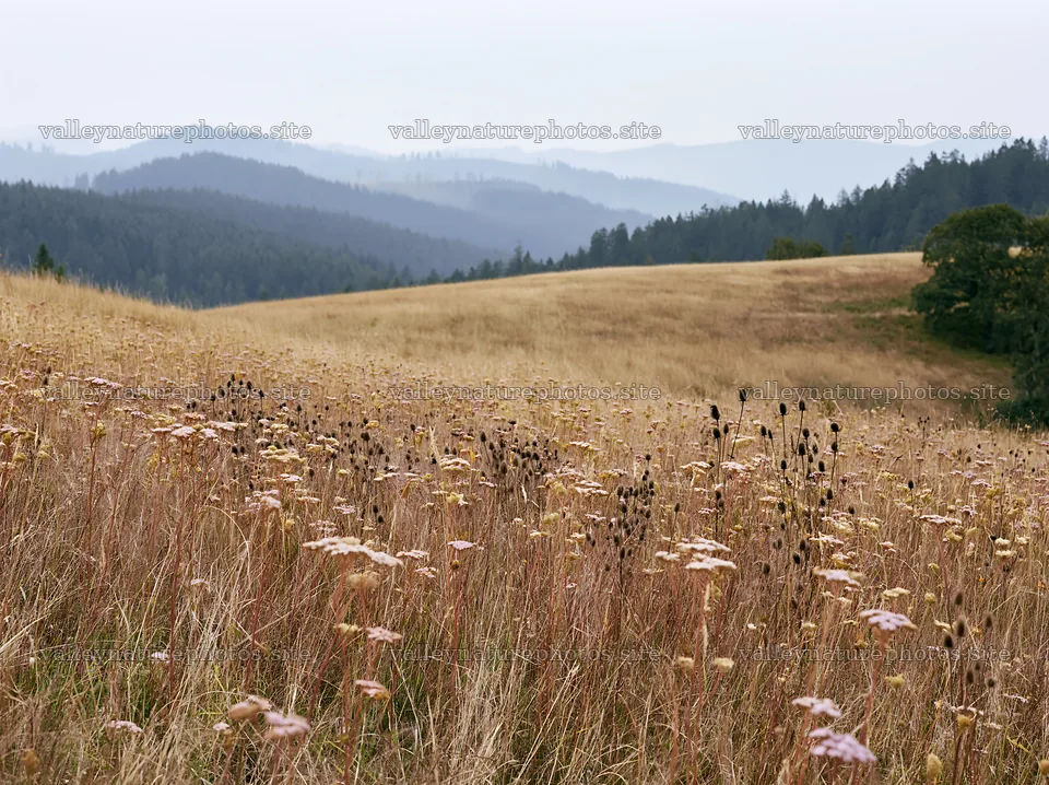 German foothill meadow with wildflowers and distant mountains – nature photography 9174x6866