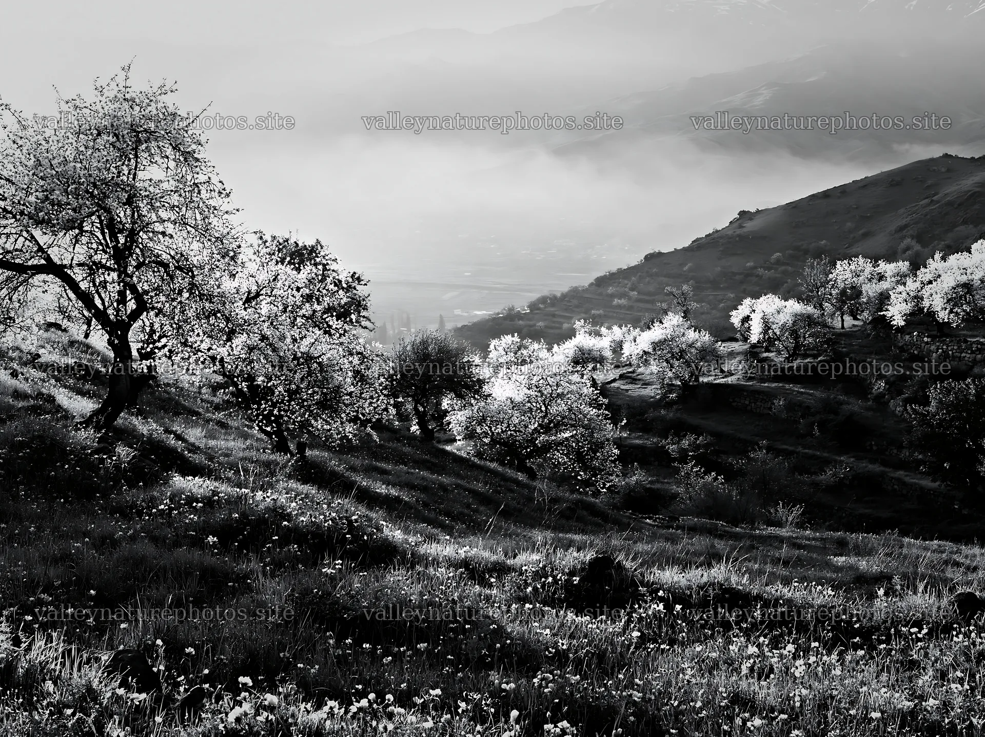 Spring orchard meadow in black and white with flowering trees – nature photography 9174x6866