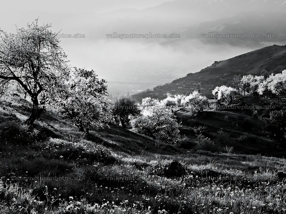 Spring orchard meadow in black and white with flowering trees – nature photography 9174x6866