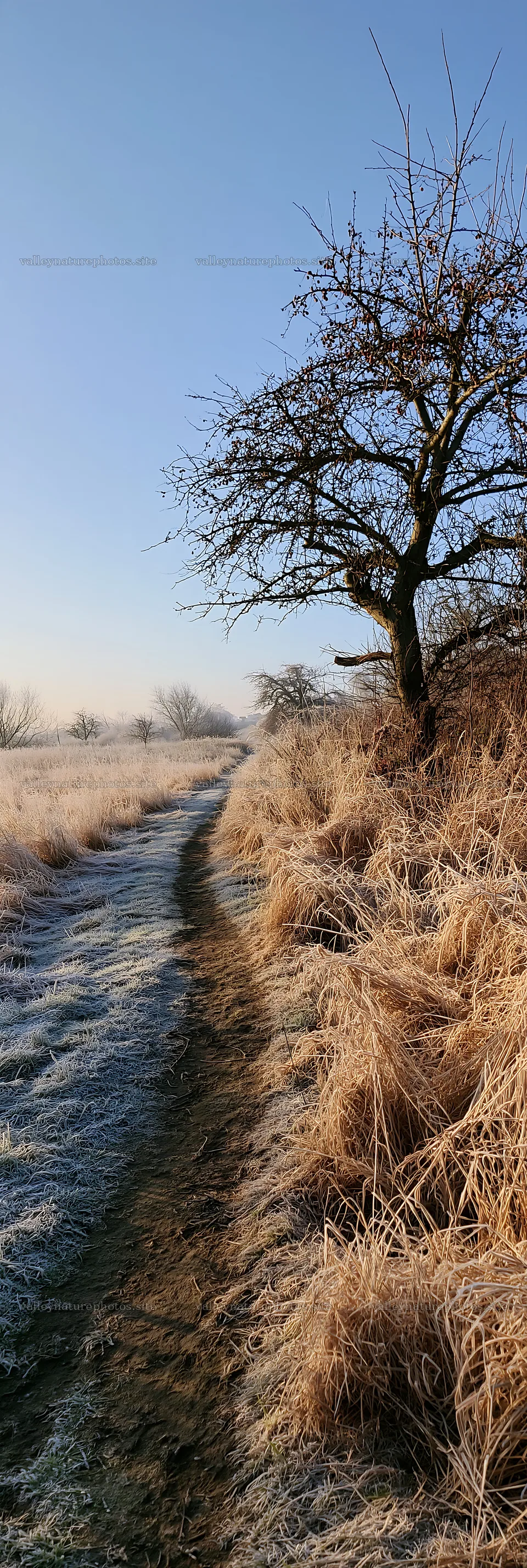 Frosty meadow path with trees on a winter morning – nature photography 4602x13690