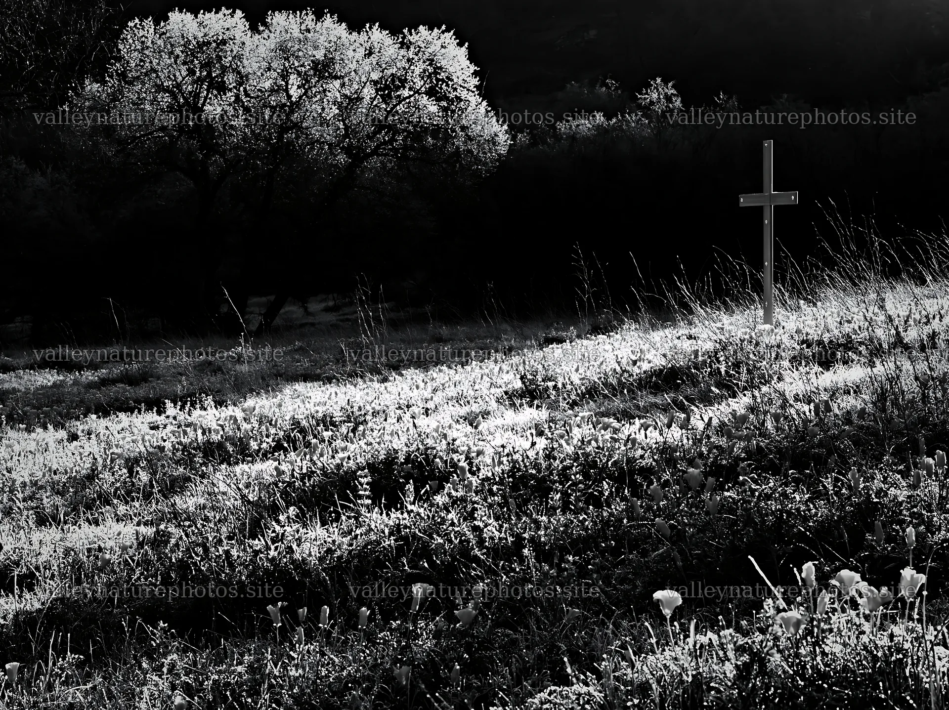 Christian cross on frost covered meadow – nature photography 9174x6866