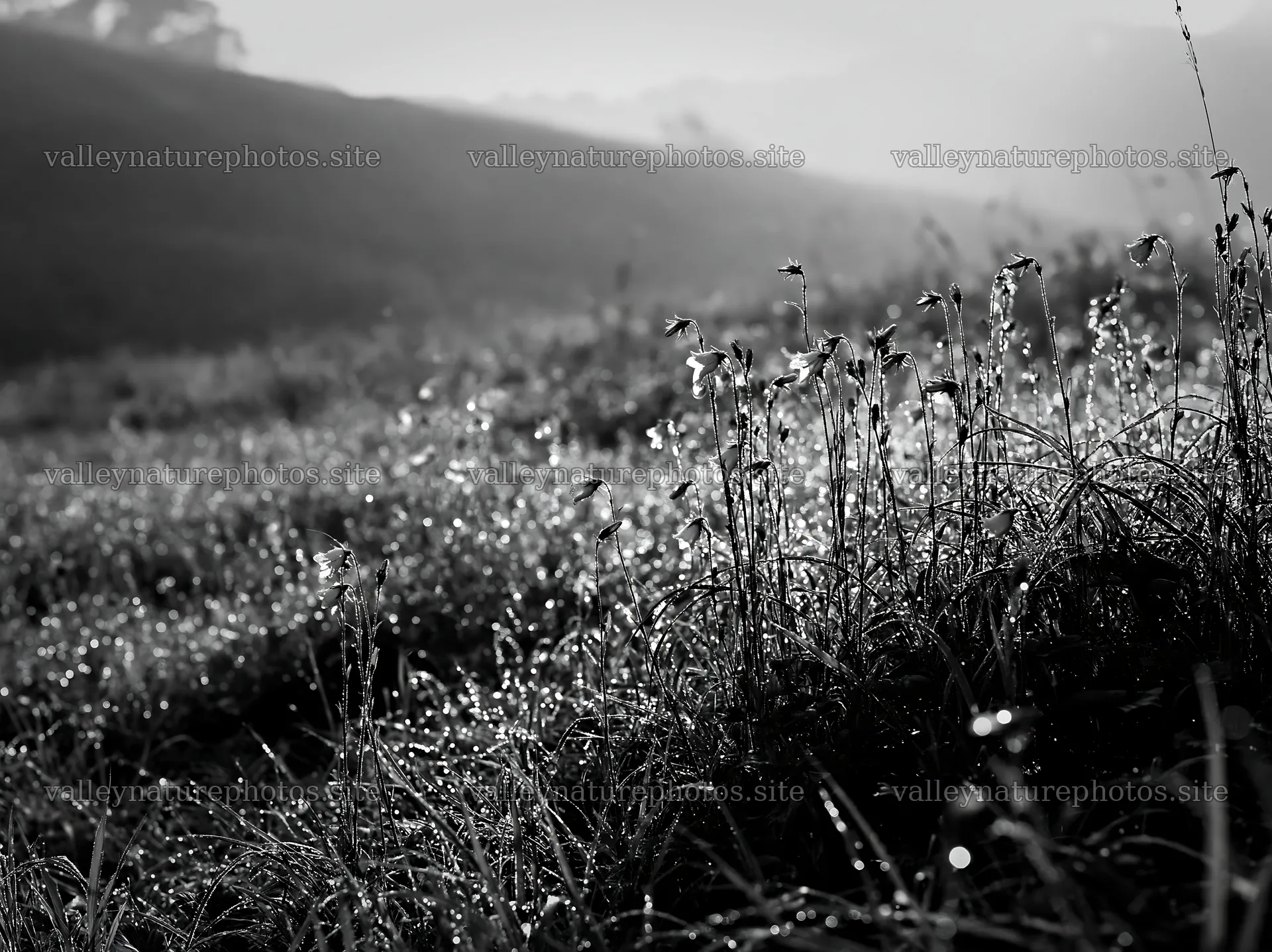 Fukui grass meadow with rain droplets at dawn – nature photography 9174x6866