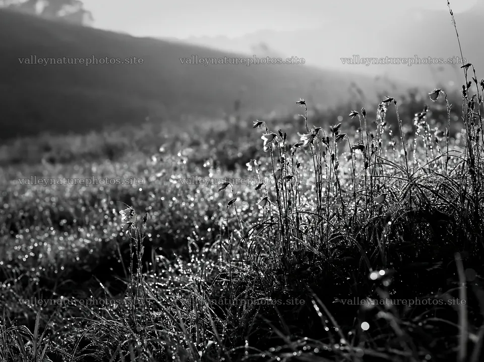Fukui grass meadow with rain droplets at dawn – nature photography 9174x6866