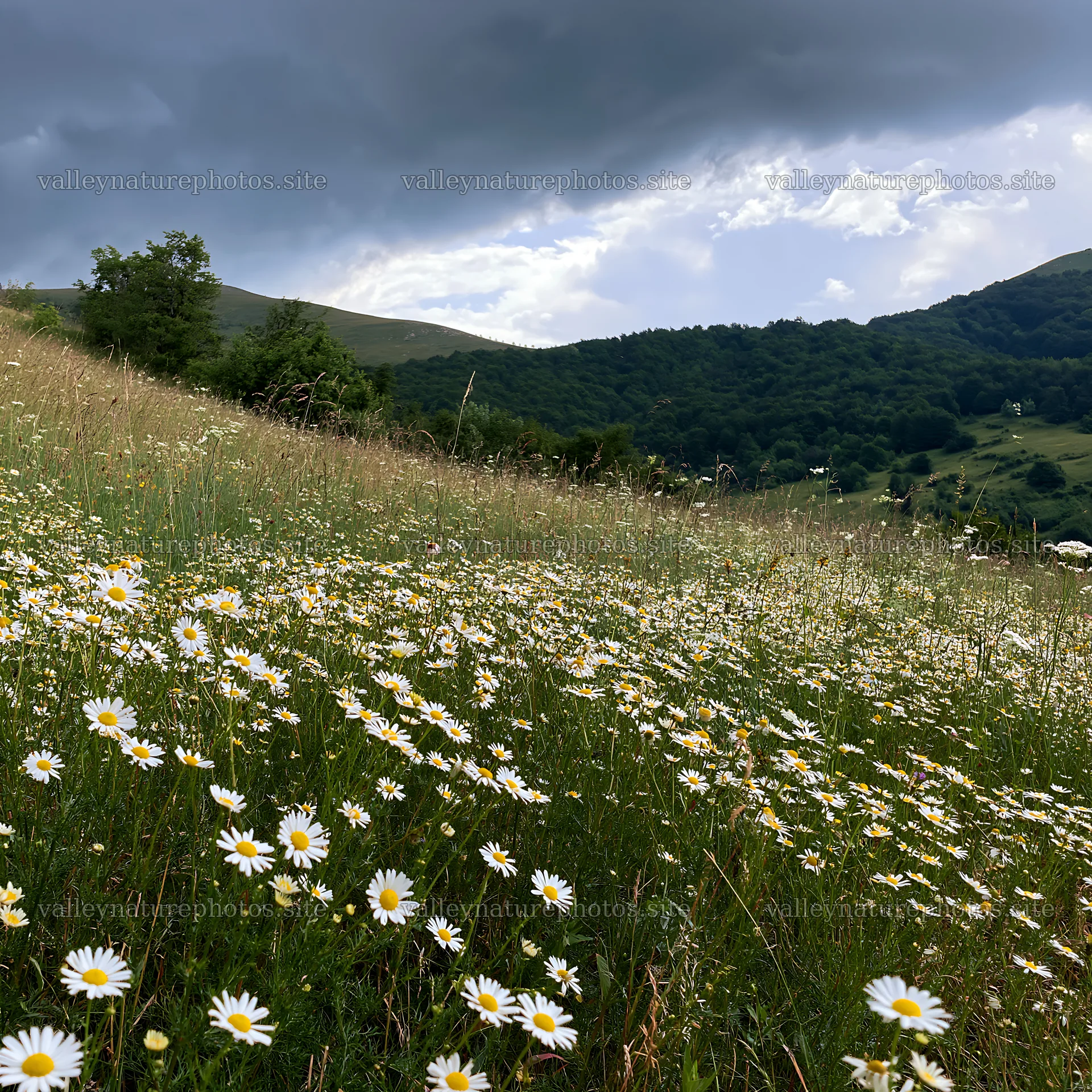 Chamomile meadow under cloudy sky in rural landscape – nature photography 7938x7938