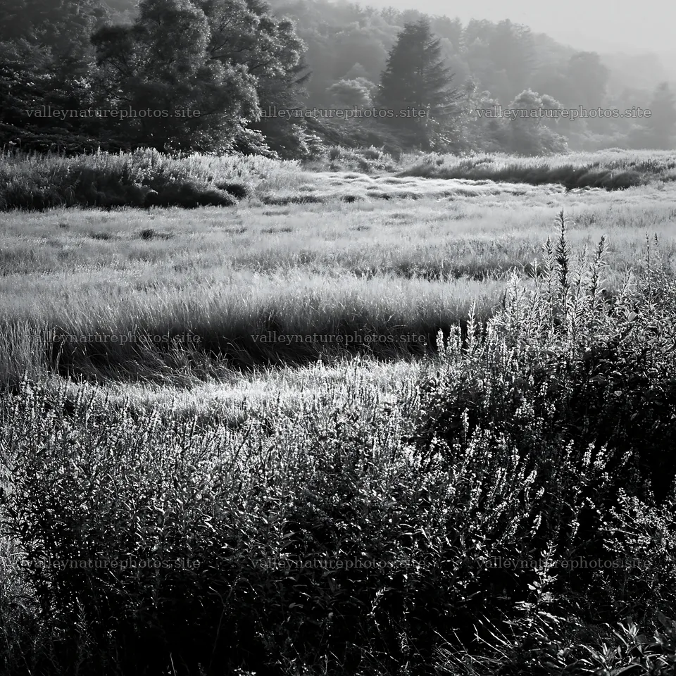 Niigata floodplain restoration meadow dew foreground – nature photography 7938x7938
