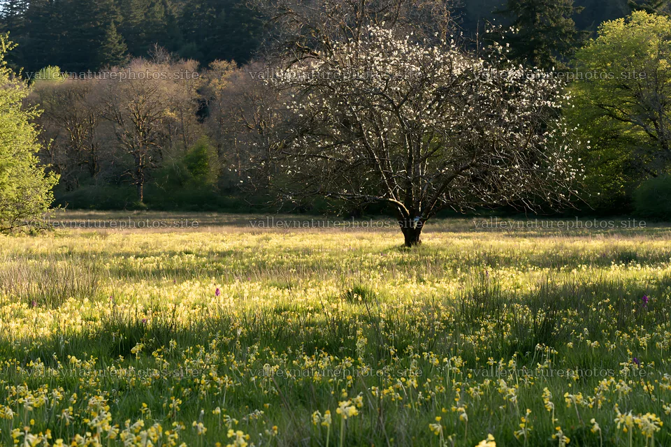 Bare branch tree in meadow with yellow flowers – nature photography 9722x6480