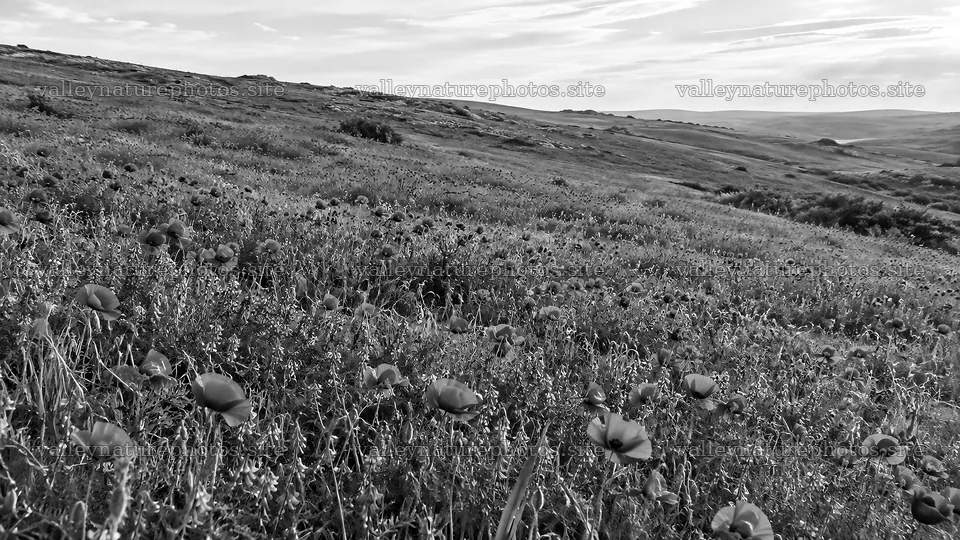 Wildflowers Cover a Rolling Hillside in Monochrome – nature photography 10324x5812