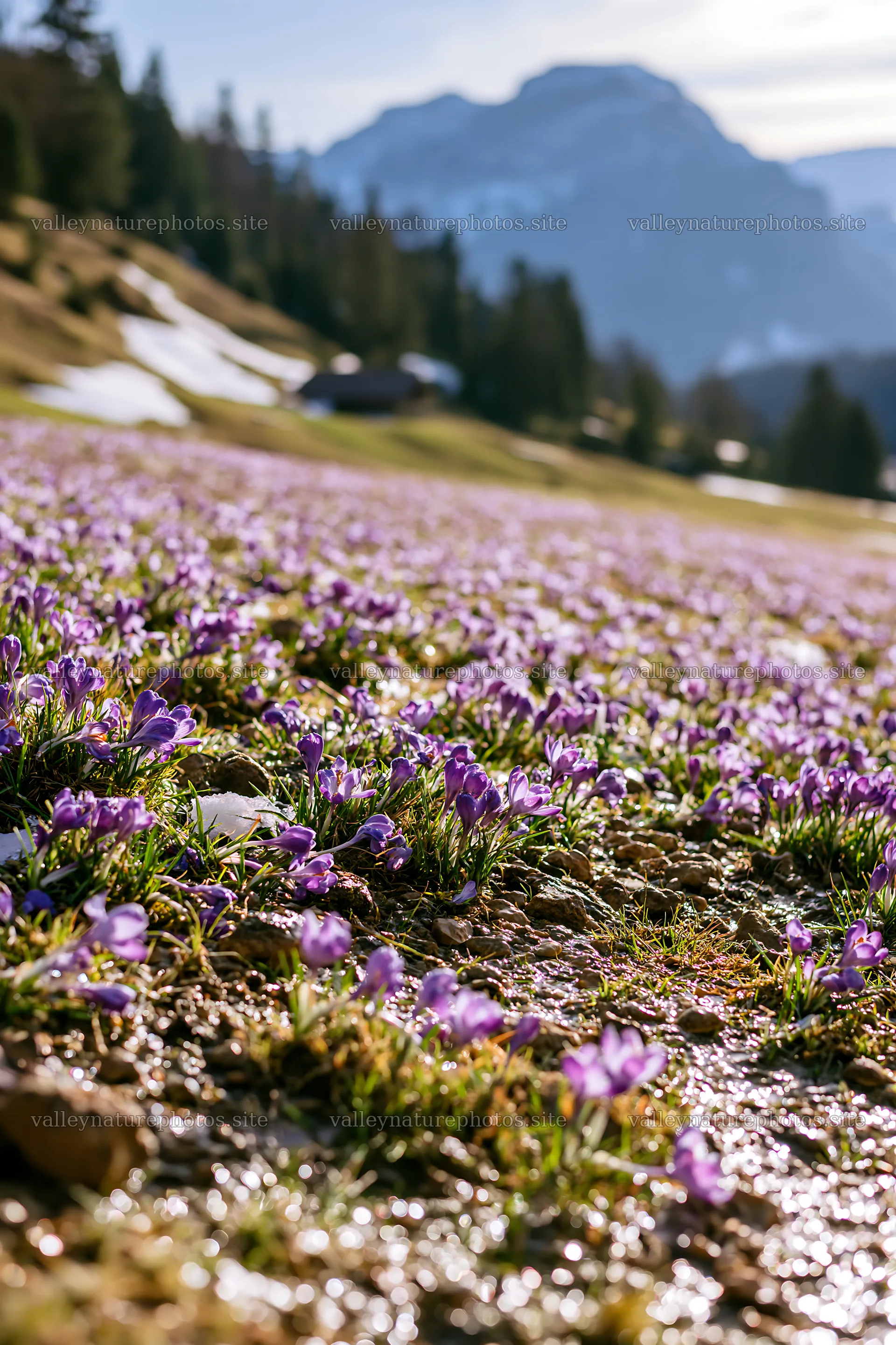 Meadow with crocuses and mountains in the background – nature photography 6480x9722