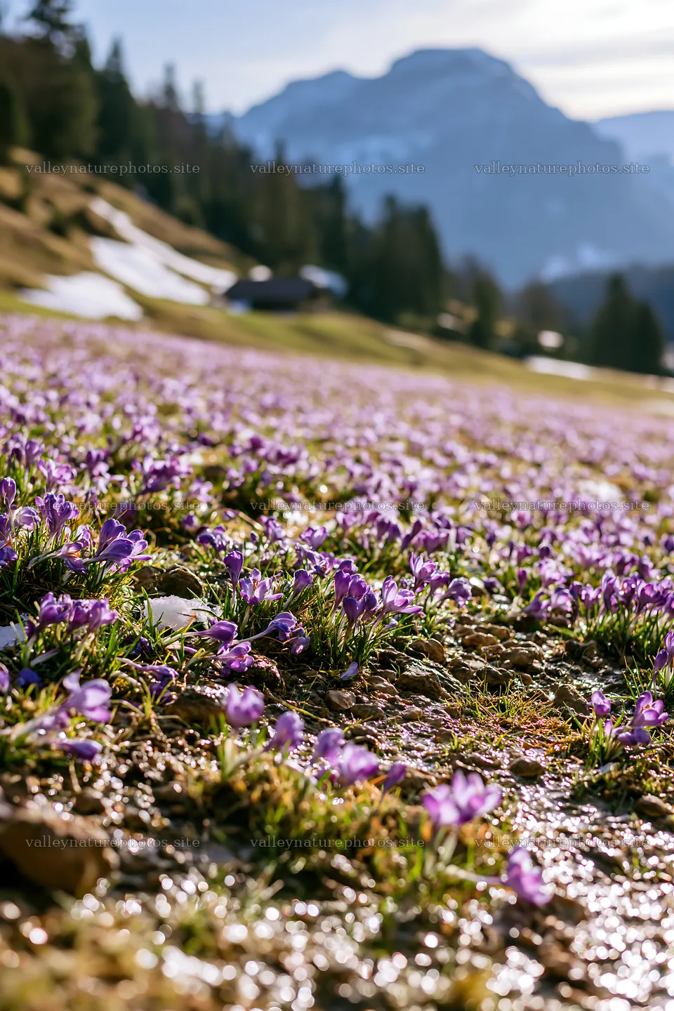 Meadow with crocuses and mountains in the background – nature photography 6480x9722