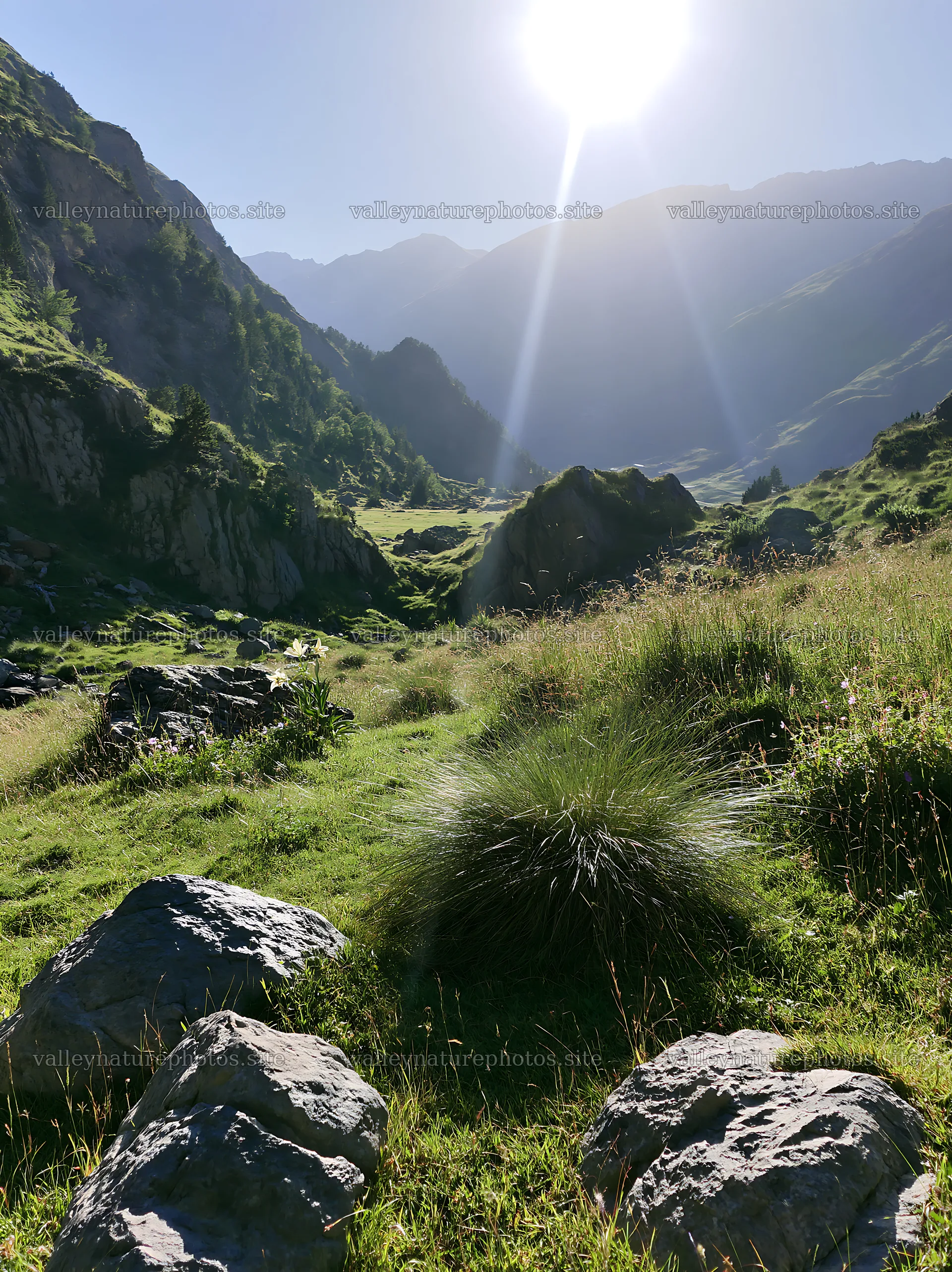 Climate-resilient meadow in a mountainous area during sunny weather – nature photography 6866x9174