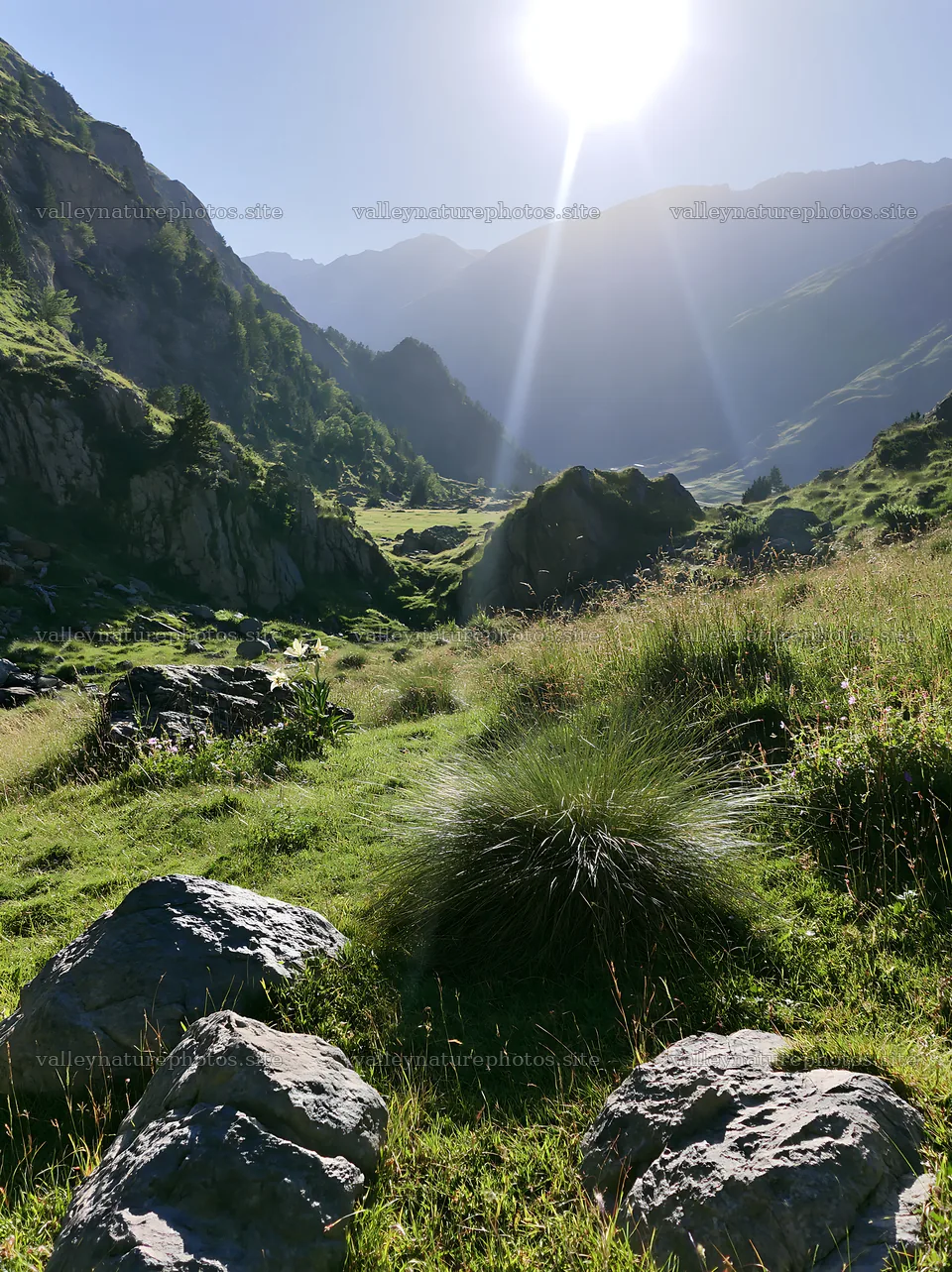 Climate-resilient meadow in a mountainous area during sunny weather – nature photography 6866x9174