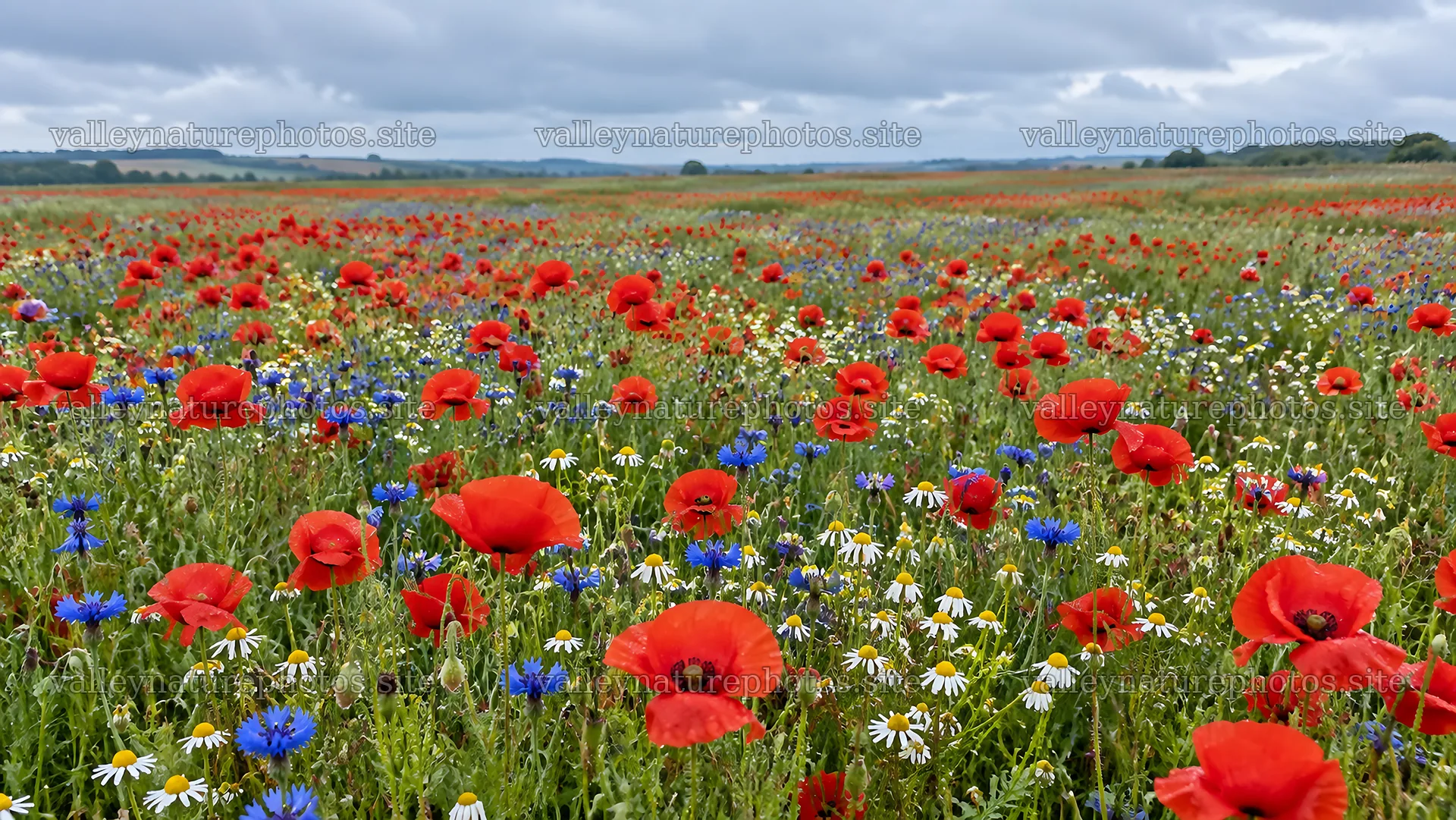 Colorful Flowers Across a Meadow – nature photography 10324x5812