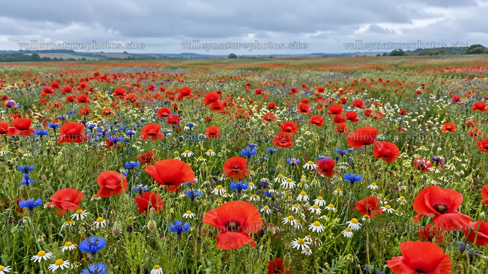Colorful Flowers Across a Meadow – nature photography 10324x5812