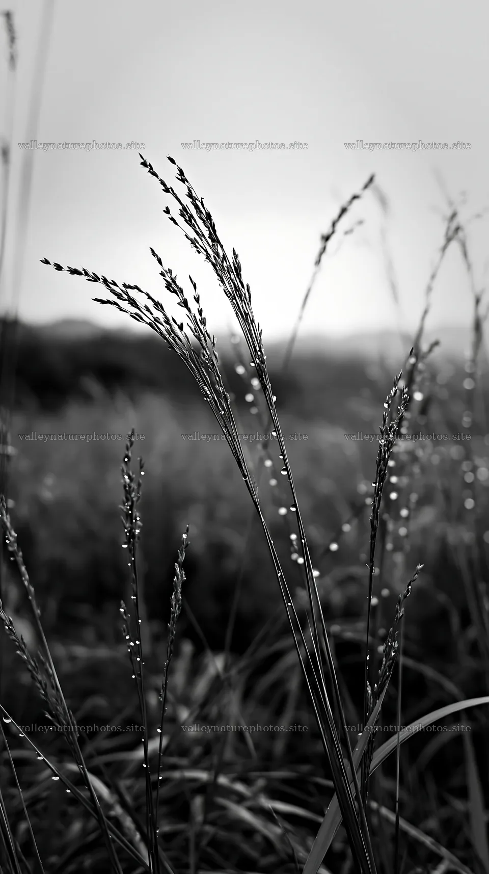 Fukui native grass meadow with rain droplets in black and white – nature photography 5938x10608