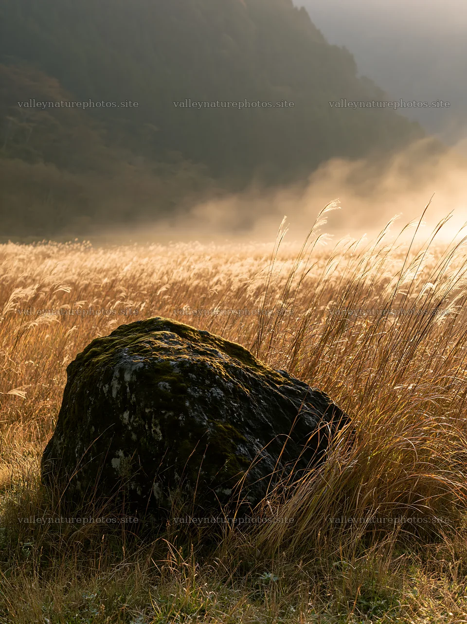 Shimane misty meadow moss covered stone in foggy landscape – nature photography 6866x9174