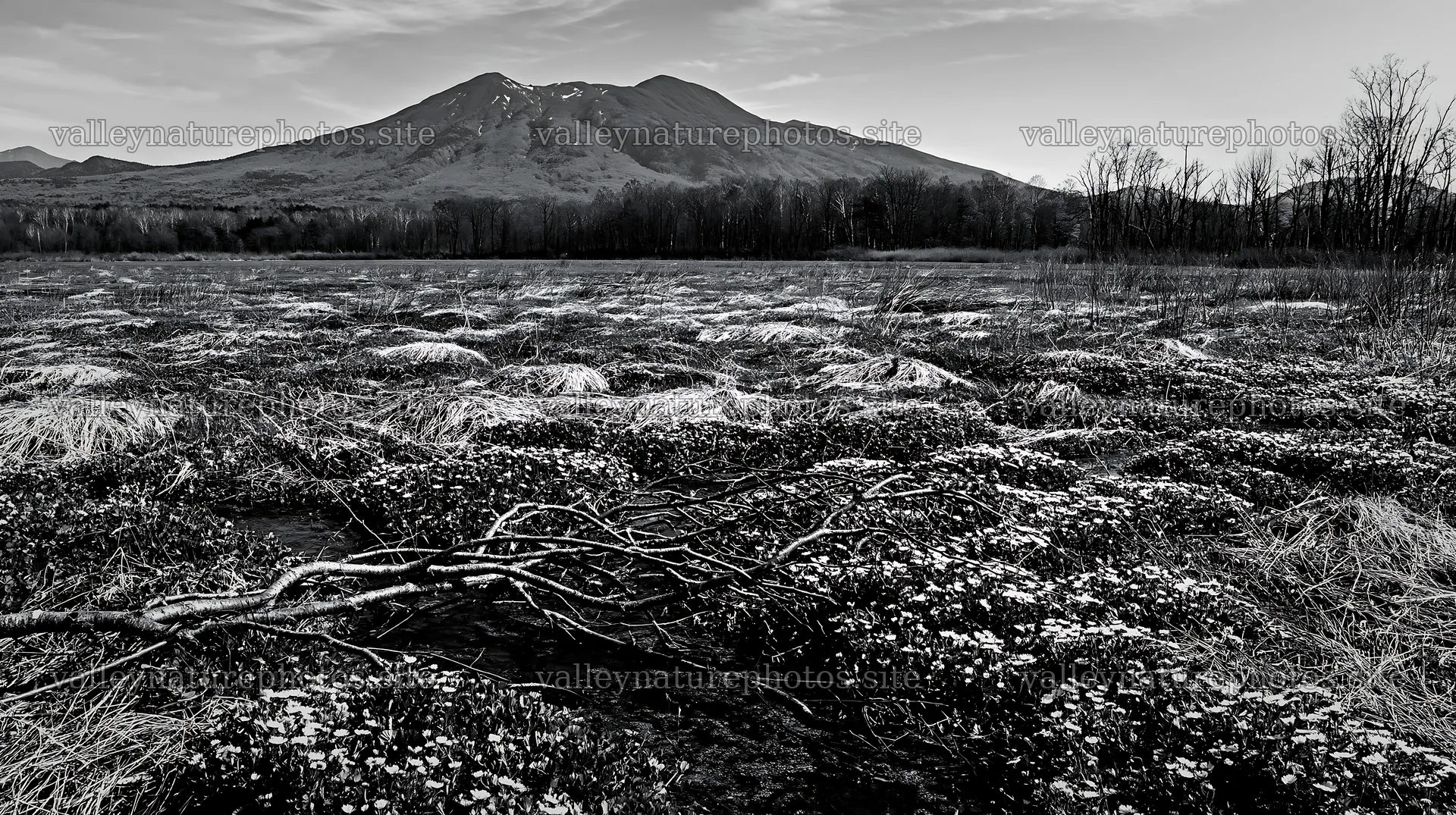 A rewilded meadow in Yamagata with a fallen branch at the front – nature photography 10608x5938