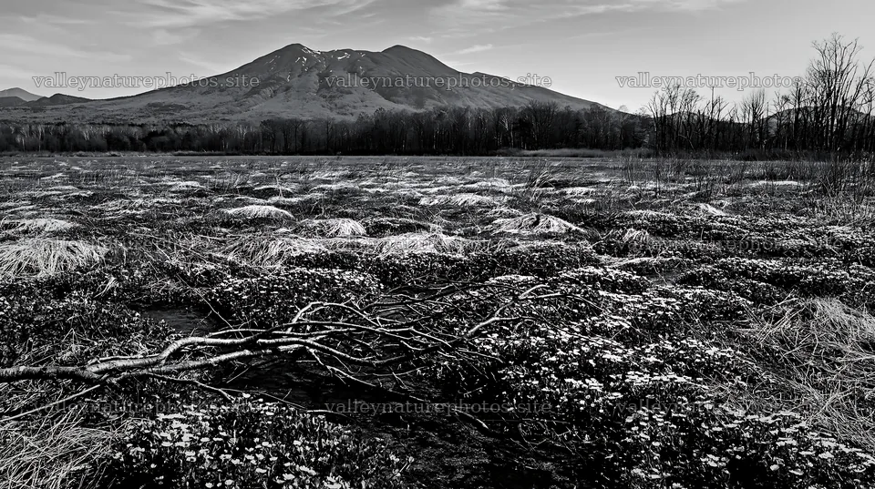 A rewilded meadow in Yamagata with a fallen branch at the front – nature photography 10608x5938