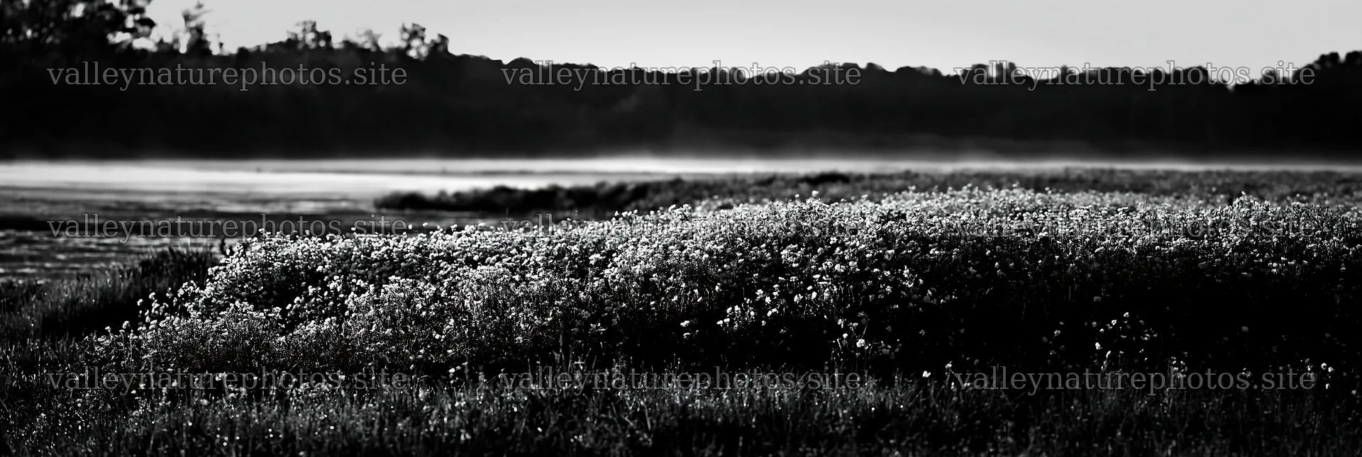 Buttercup meadow in the morning light – nature photography 13690x4602