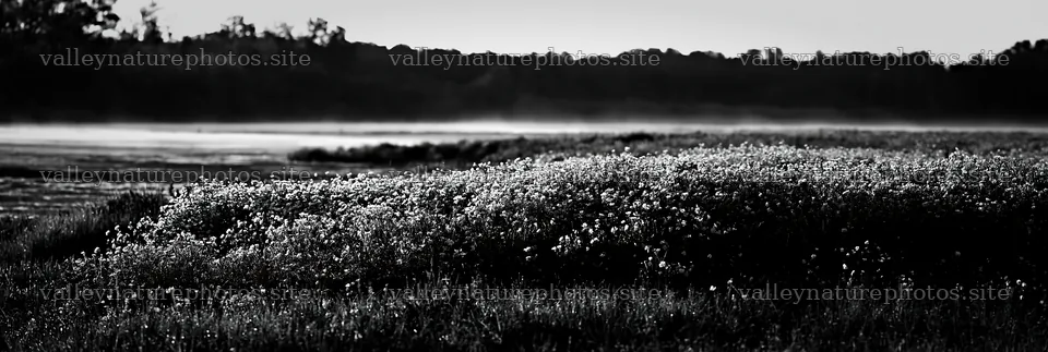Buttercup meadow in the morning light – nature photography 13690x4602