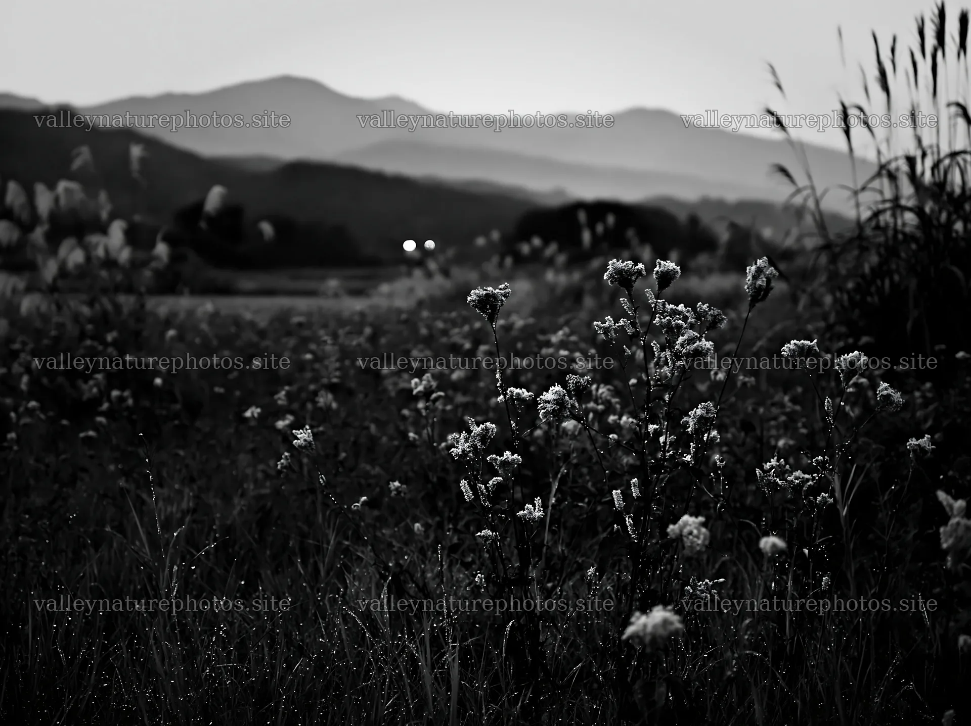 Niigata floodplain restoration meadow dew foreground – nature photography 9174x6866