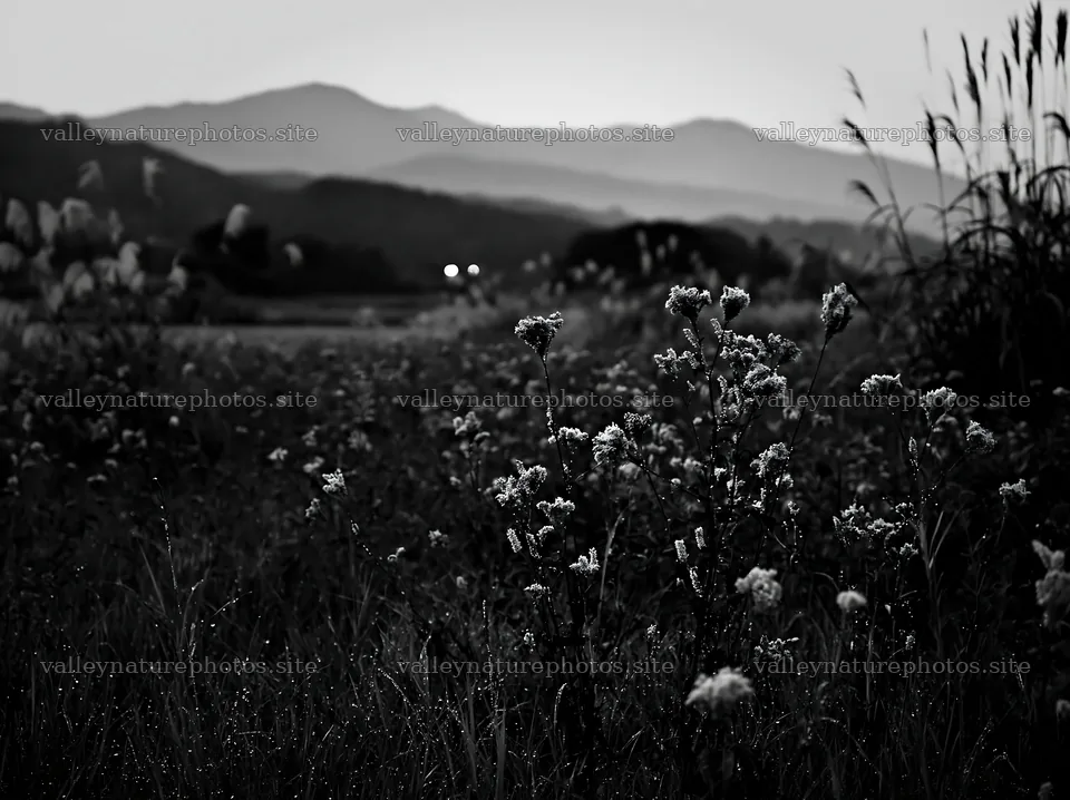 Niigata floodplain restoration meadow dew foreground – nature photography 9174x6866