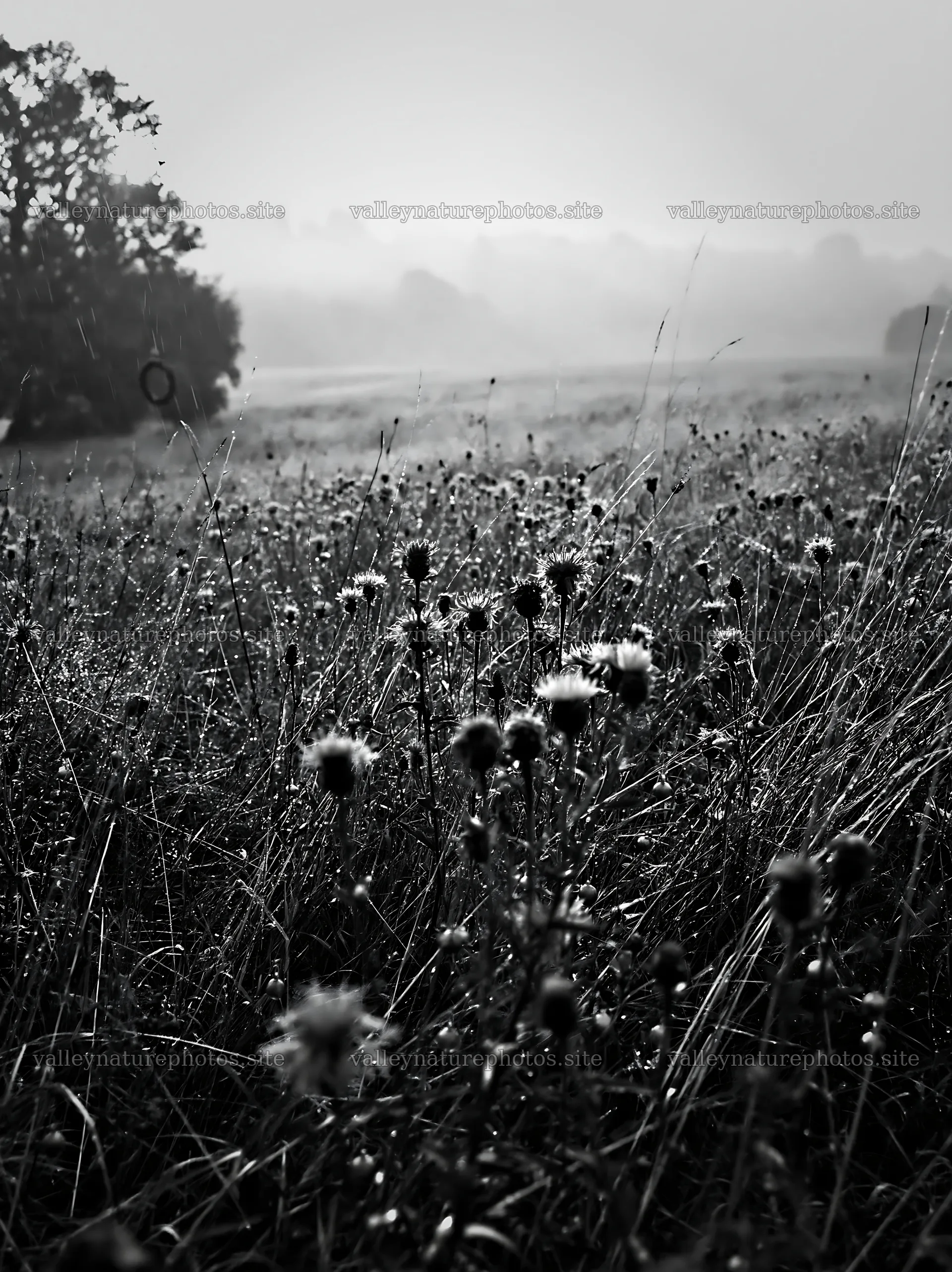 Open Christmas meadow winter grasses with baubles – nature photography 6866x9174
