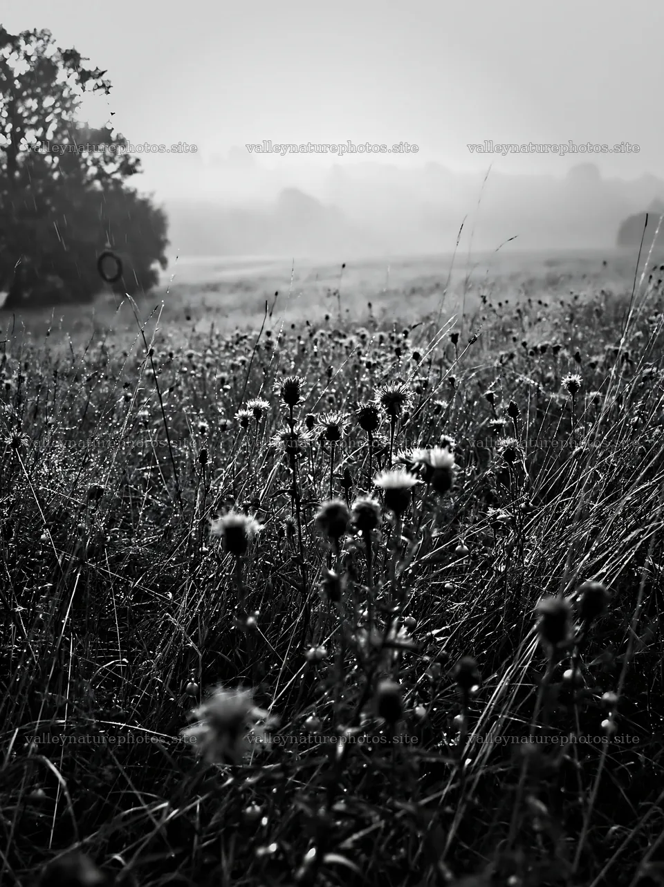 Open Christmas meadow winter grasses with baubles – nature photography 6866x9174