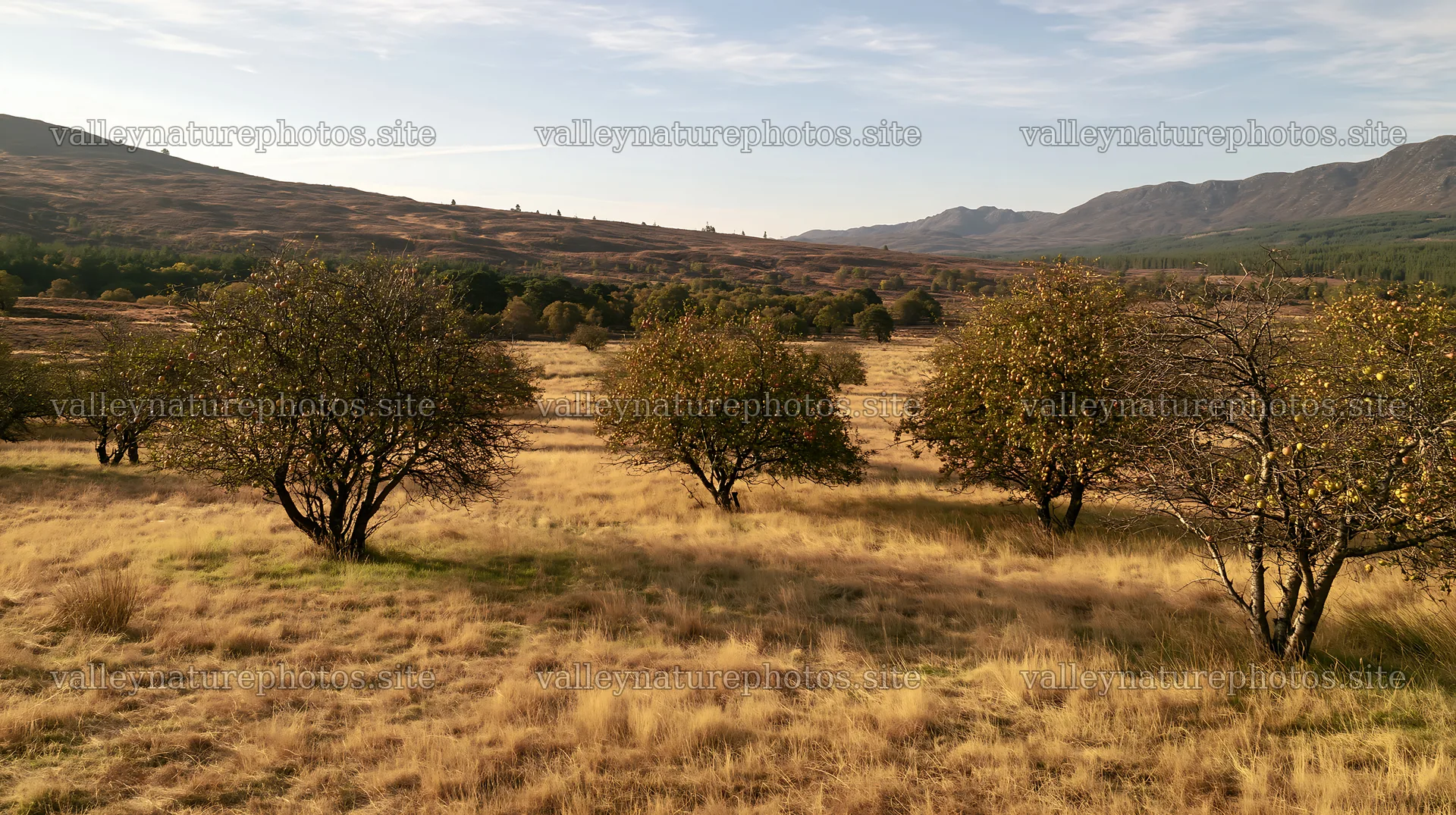 Highland apple meadow with trees and open landscape – nature photography 10608x5938