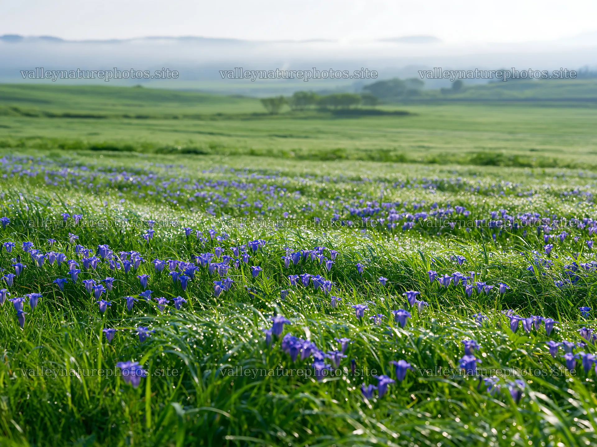Expansive Hokkaido restoration meadow with dewdrops – nature photography 9174x6866