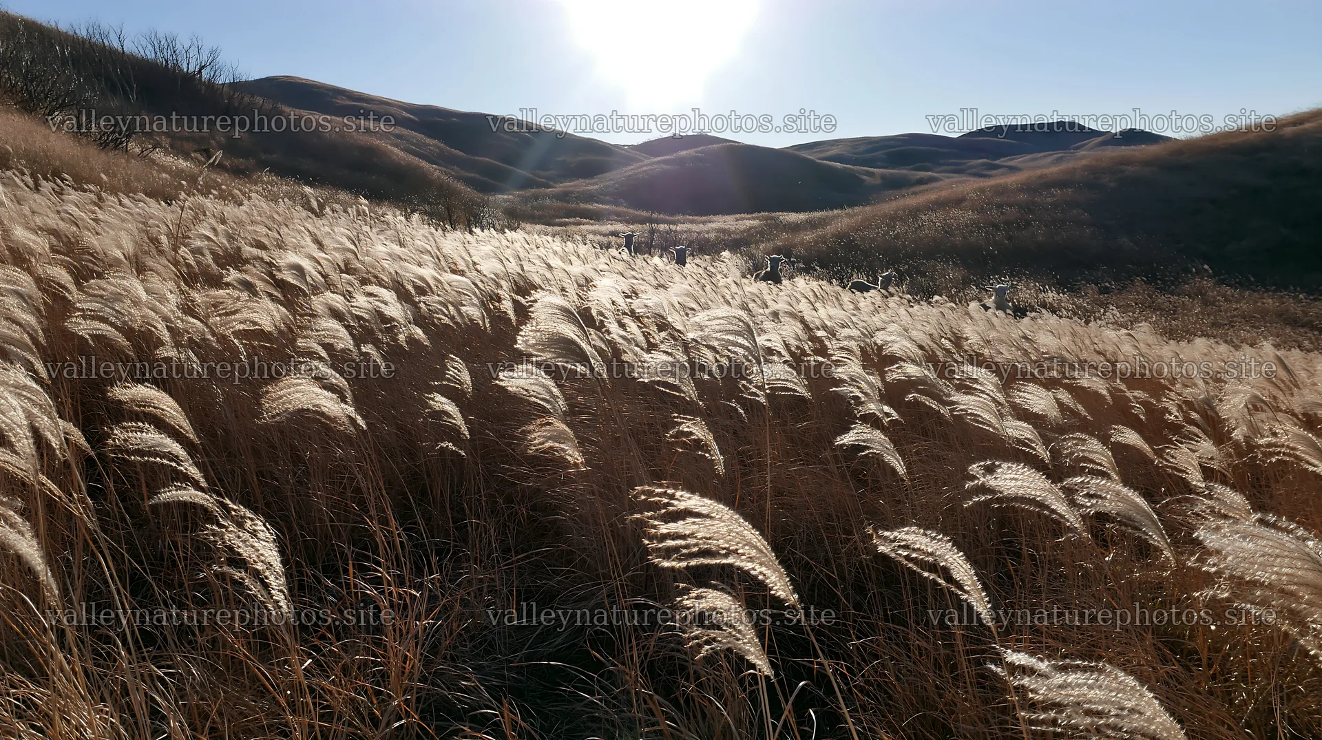 Snowmelt meadow in Akita with silver grasses and sunlight – nature photography 10608x5938