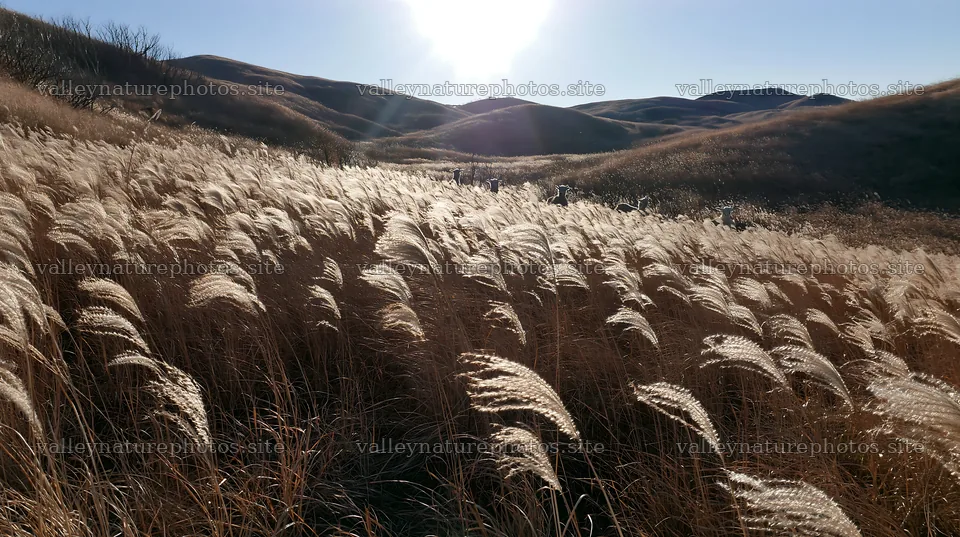 Snowmelt meadow in Akita with silver grasses and sunlight – nature photography 10608x5938