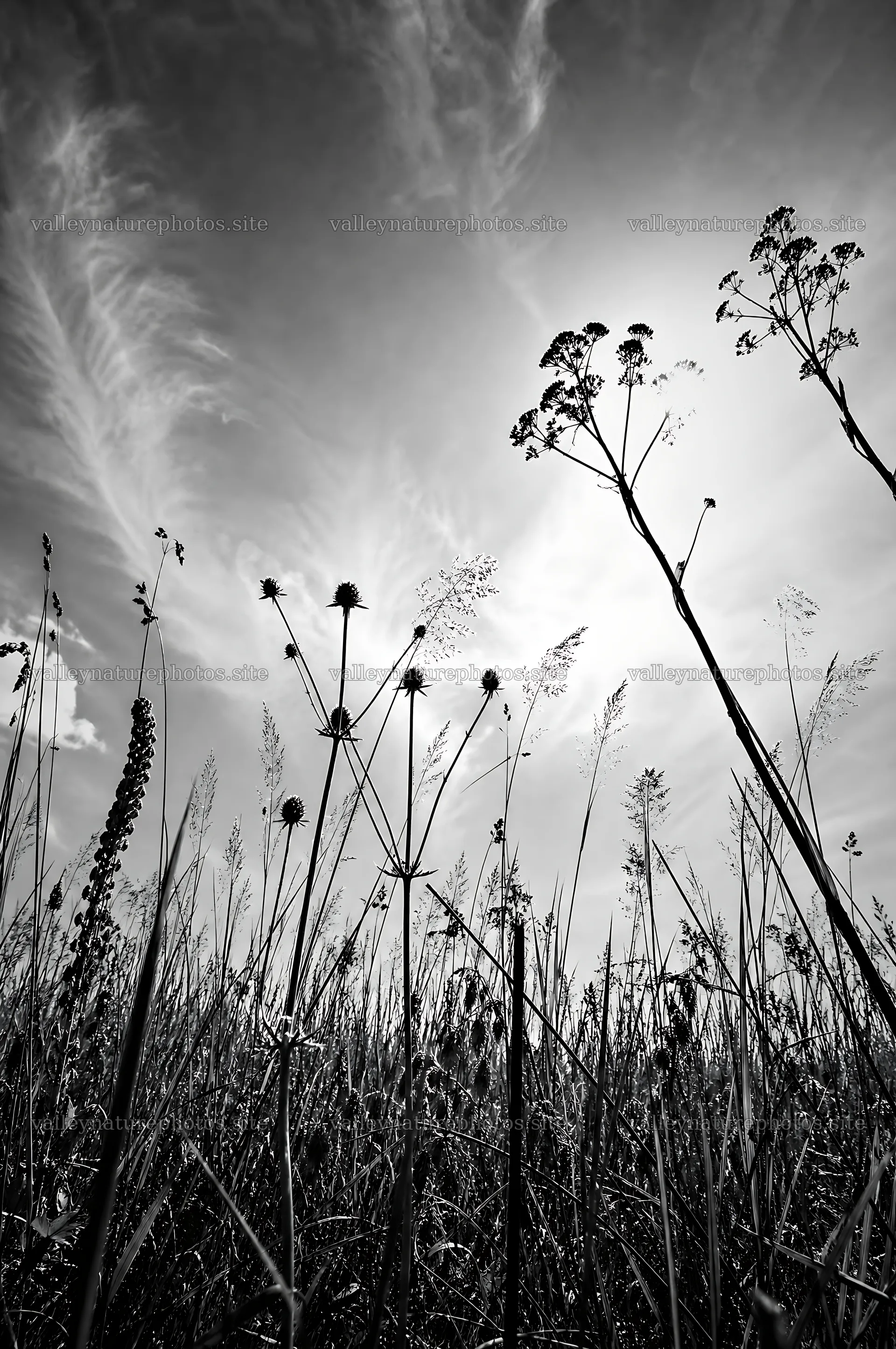 Seedhead meadow under blue sky with sun shining – nature photography 6468x9740