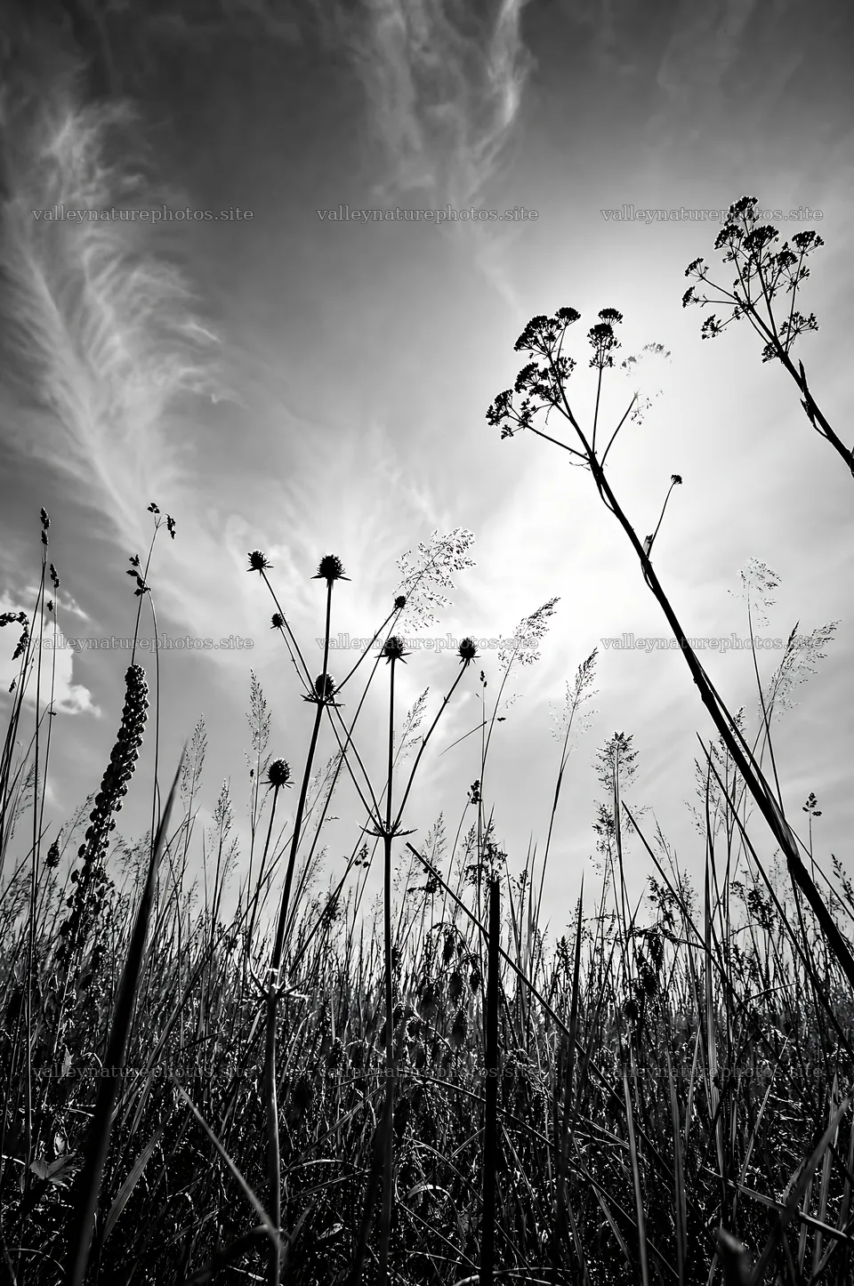 Seedhead meadow under blue sky with sun shining – nature photography 6468x9740