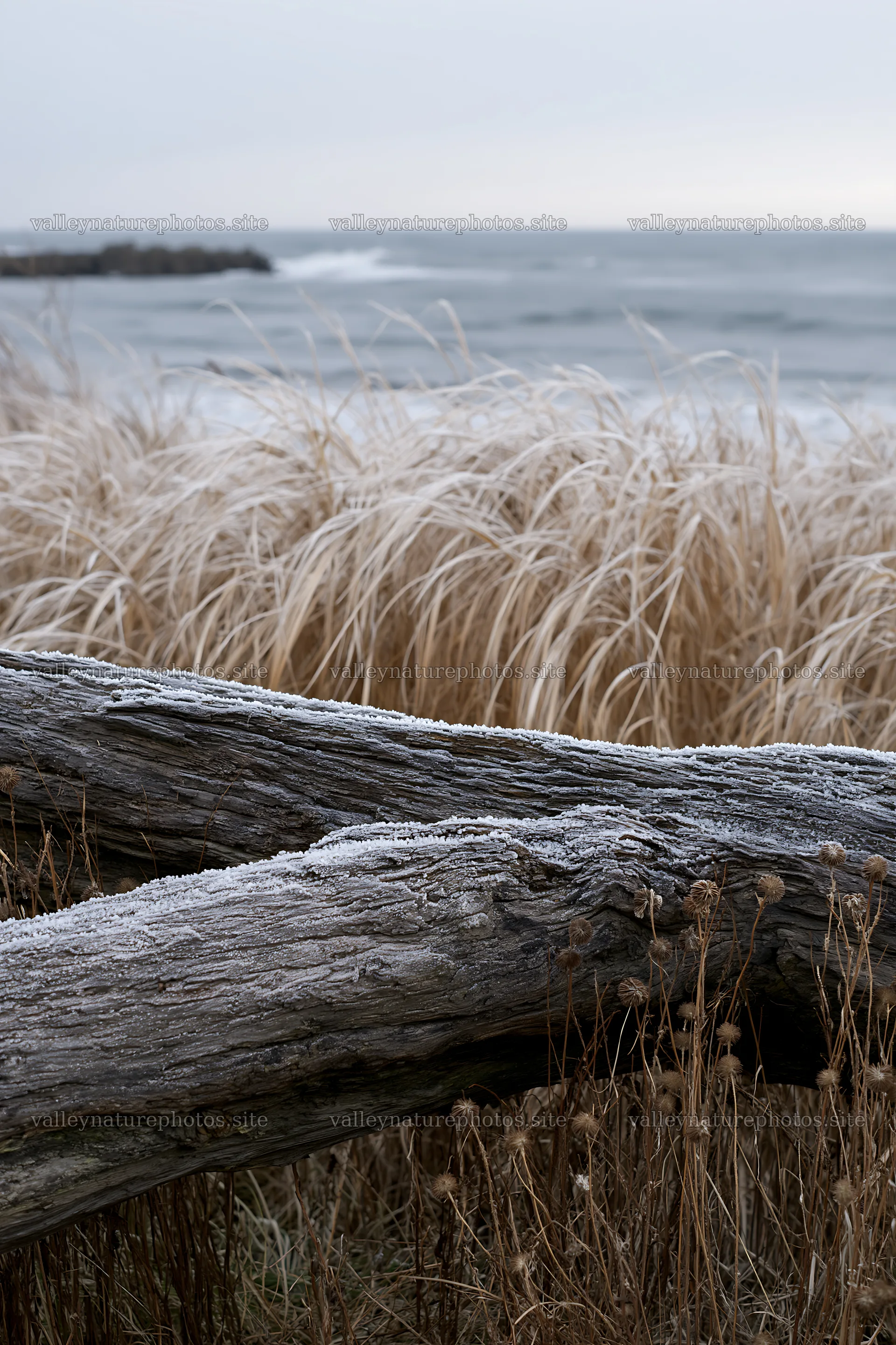 Ishikawa coastal meadow storm washed driftwood at the shore – nature photography 6480x9722