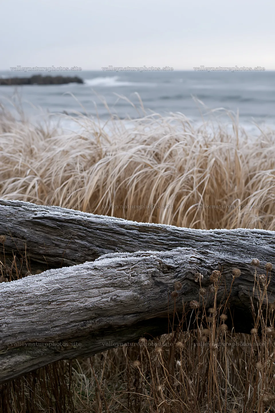 Ishikawa coastal meadow storm washed driftwood at the shore – nature photography 6480x9722