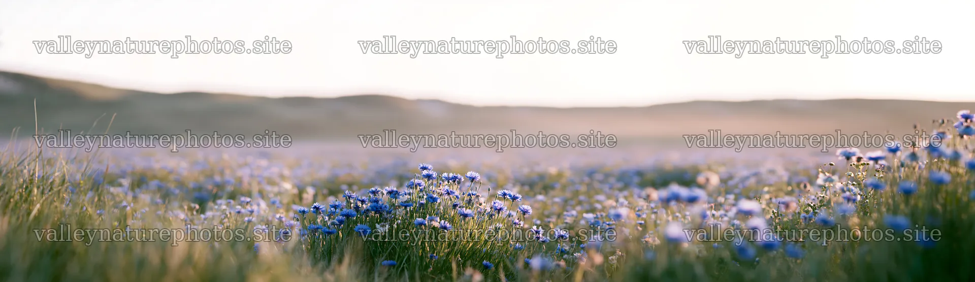 Colorful cornflower meadow under soft morning light – nature photography 14762x4268
