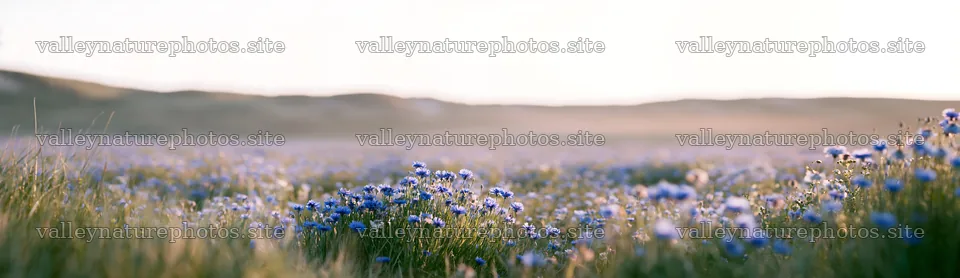 Colorful cornflower meadow under soft morning light – nature photography 14762x4268