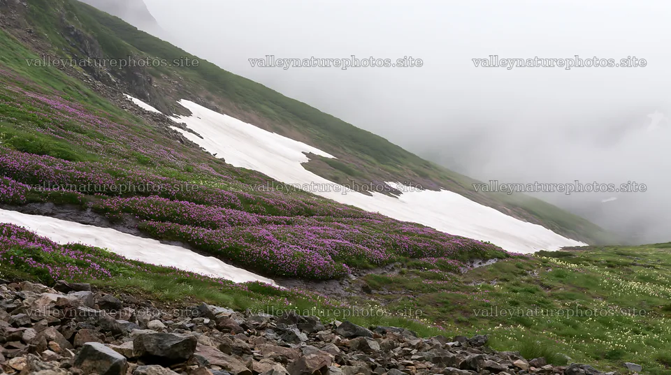 Snowmelt and alpine flowers in Toyama meadow – nature photography 10608x5938