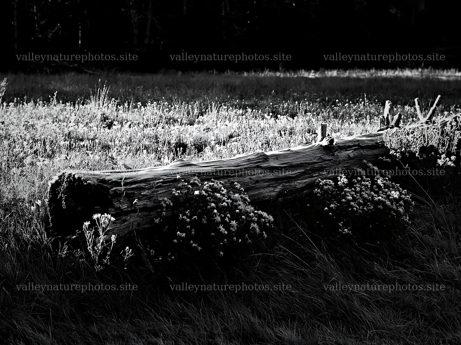 Weathered log in a meadow with wildflowers – nature photography 9174x6866