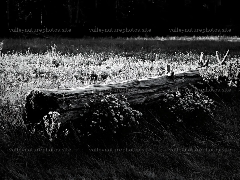 Weathered log in a meadow with wildflowers – nature photography 9174x6866