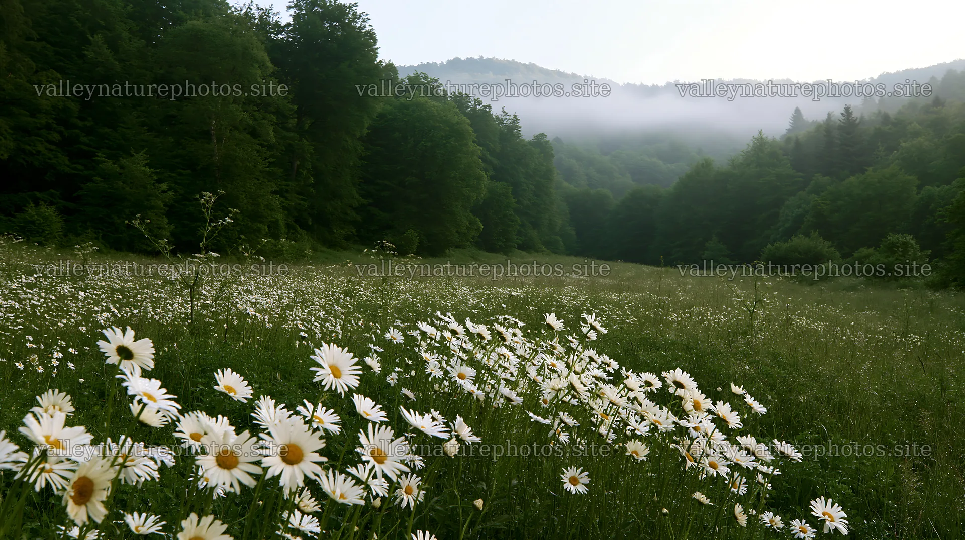 Forest edge meadow with wildflowers and misty mountains – nature photography 10608x5938