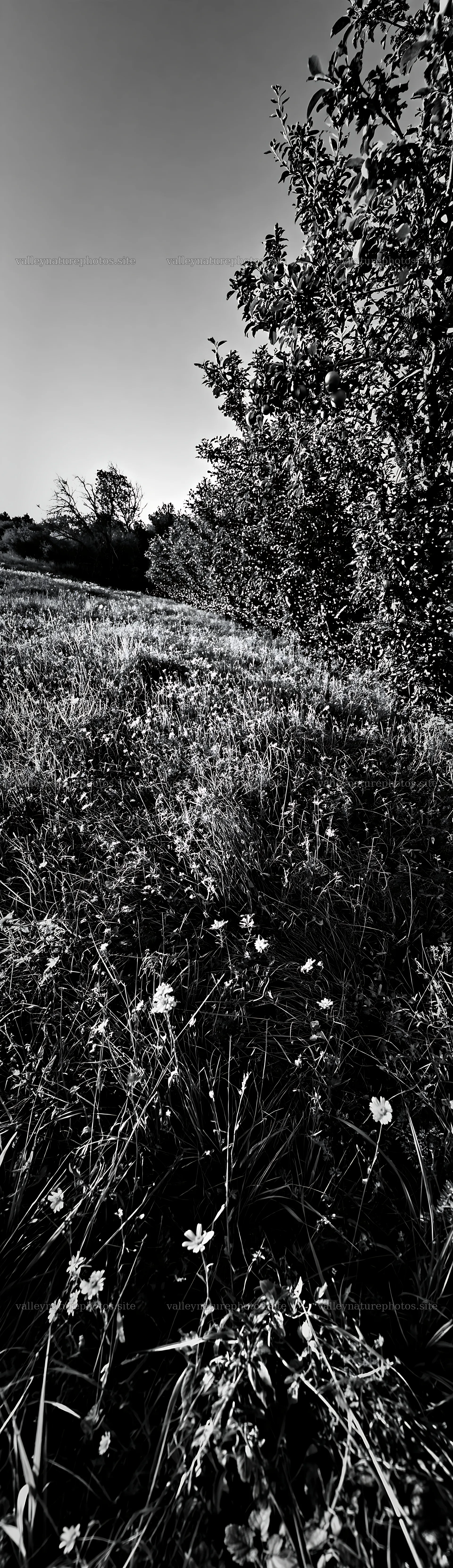 Meadow with apple trees and wildflowers in black and white – nature photography 4268x14762