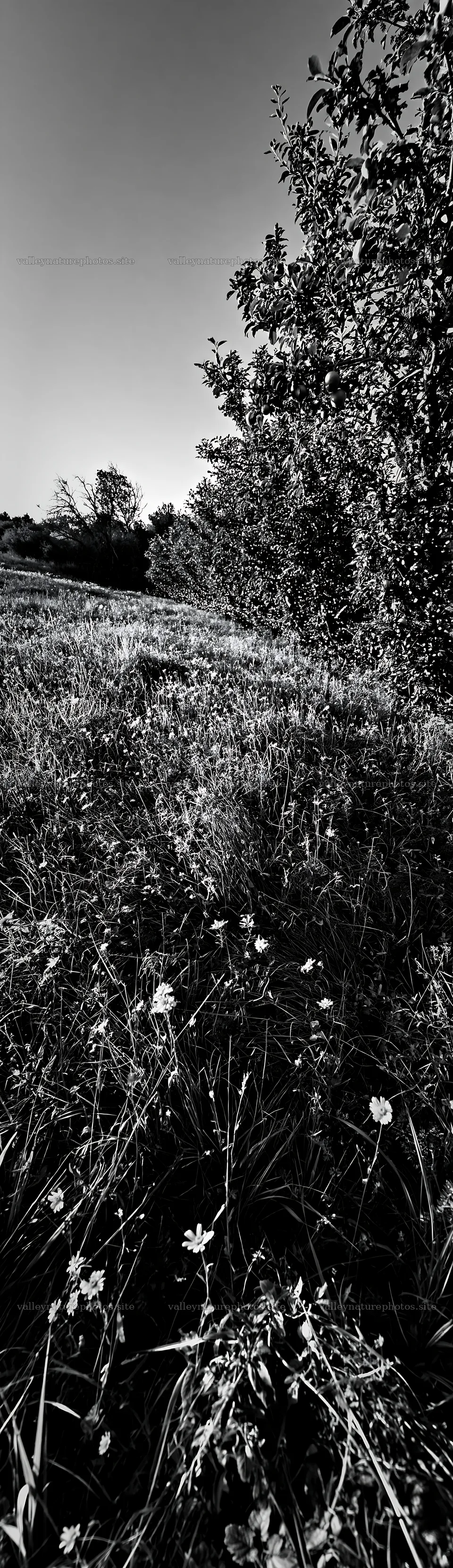 Meadow with apple trees and wildflowers in black and white – nature photography 4268x14762