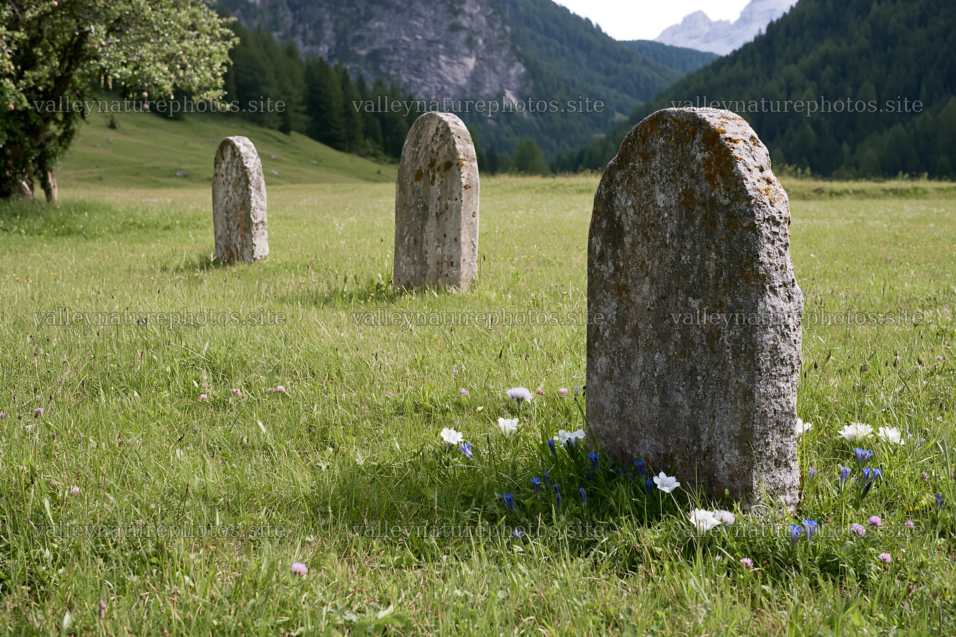 Apple tree meadow in the Dolomites with stone markers – nature photography 9722x6480