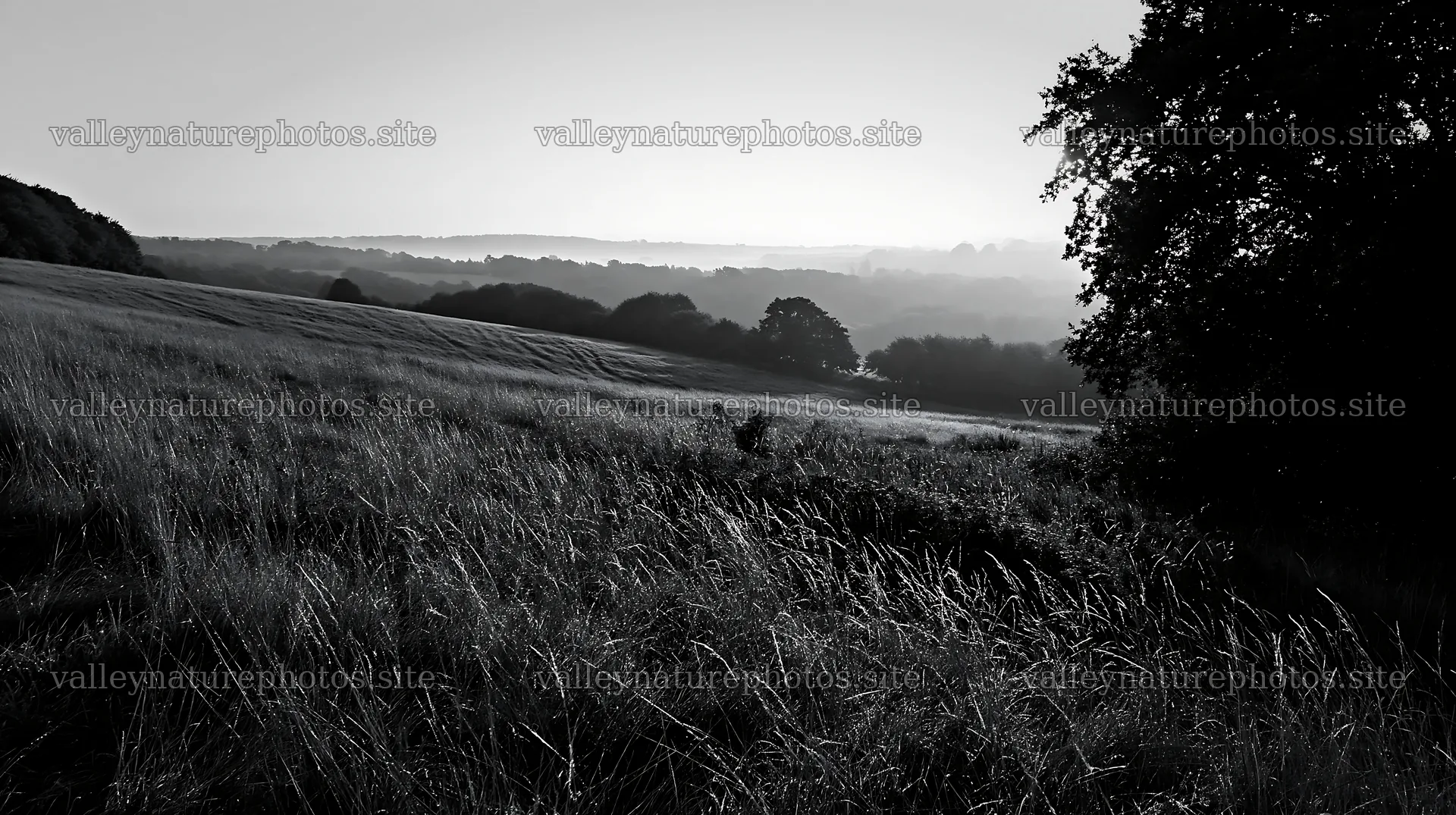 Morning dew on a meadow with a view of rolling hills – nature photography 10608x5938