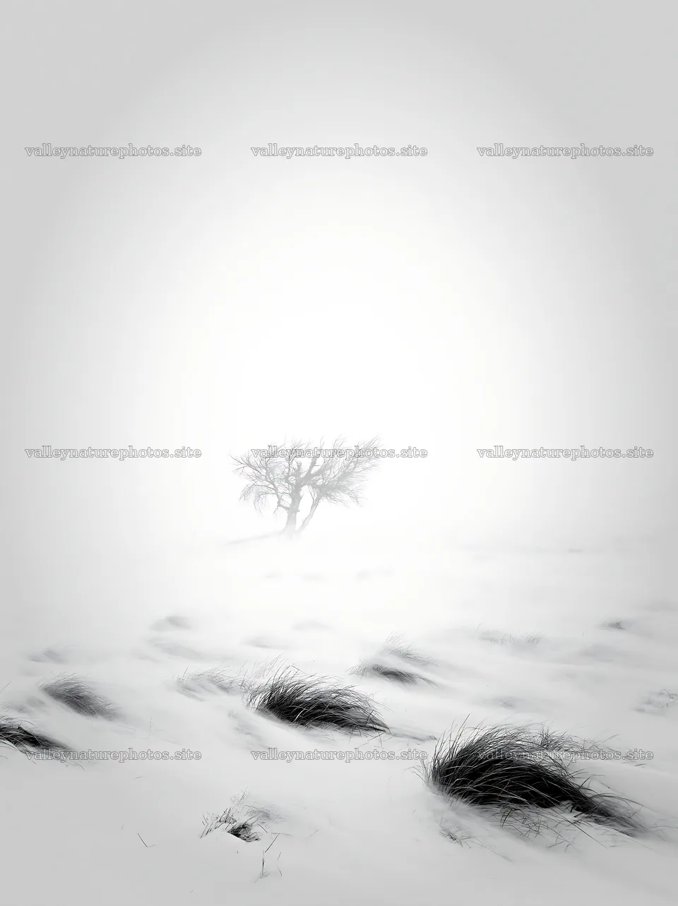 Snowbound meadow with a tree and tall grass in winter scene – nature photography 6866x9174