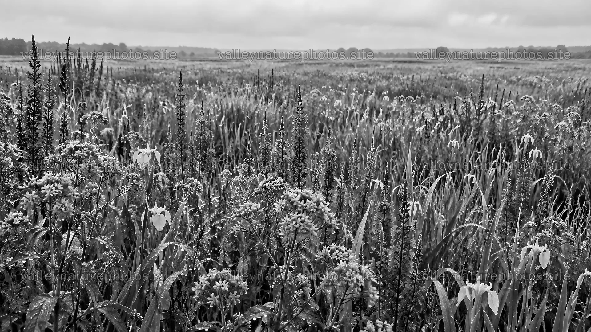 Monochrome Meadow of Drooping Wildflowers – nature photography 10324x5812