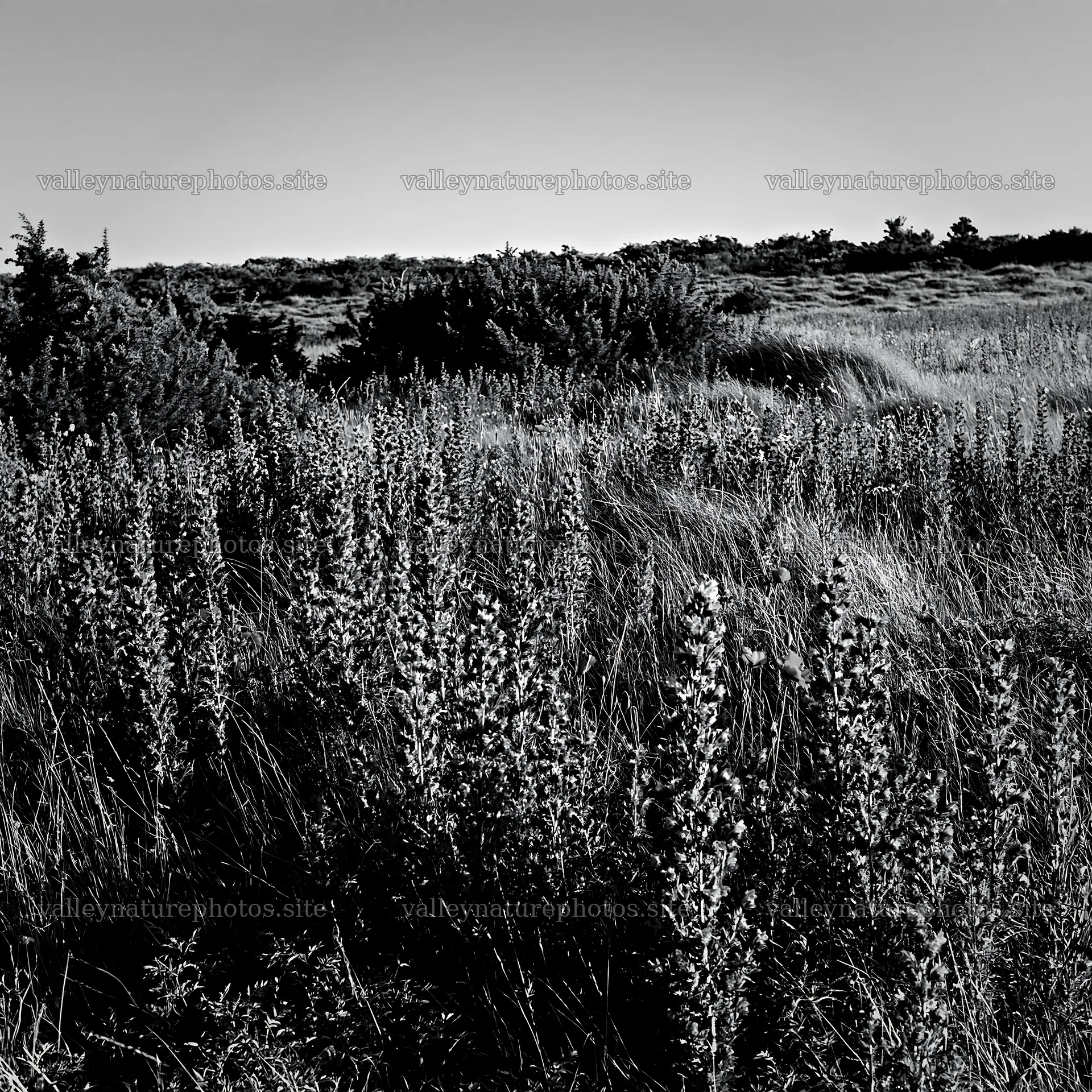 Poppy viper's-bugloss meadow with tall plants under clear sky – nature photography 7938x7938